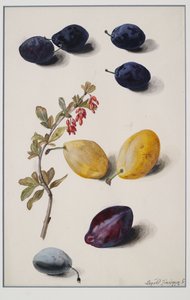 Fruits - Leopold Zinnogger
